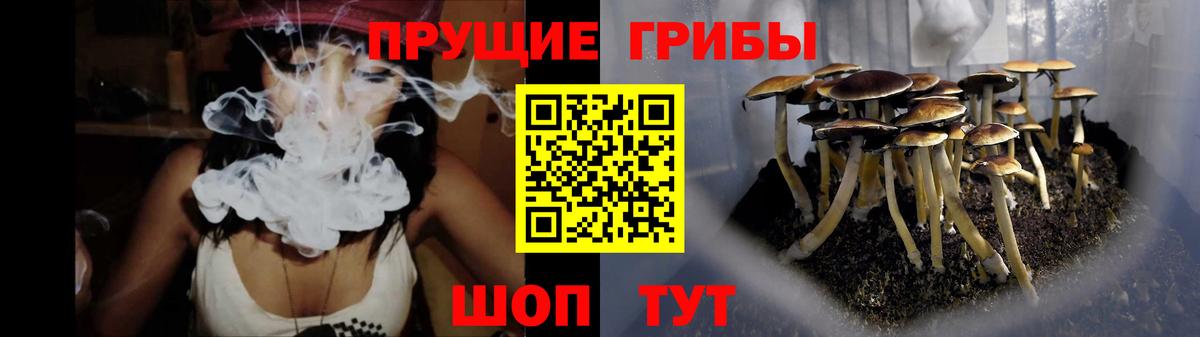Энгельс  Псилоцибиновые грибы прущие грибы  Вход с VPN 